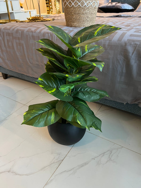 Round Pot with Plant (003)